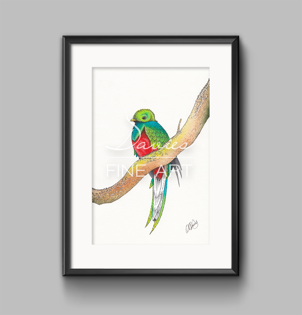 1000x1043 Quetzal Bird Complete Collection