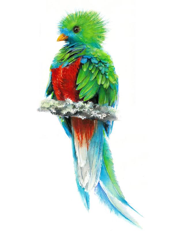 600x800 Quetzal Paradise Bird Watercolor Archival Print Mira Guerquin