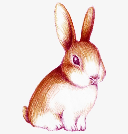 511x533 Hand Painted Watercolor Rabbit, Watercolor Clipart, Rabbit Clipart