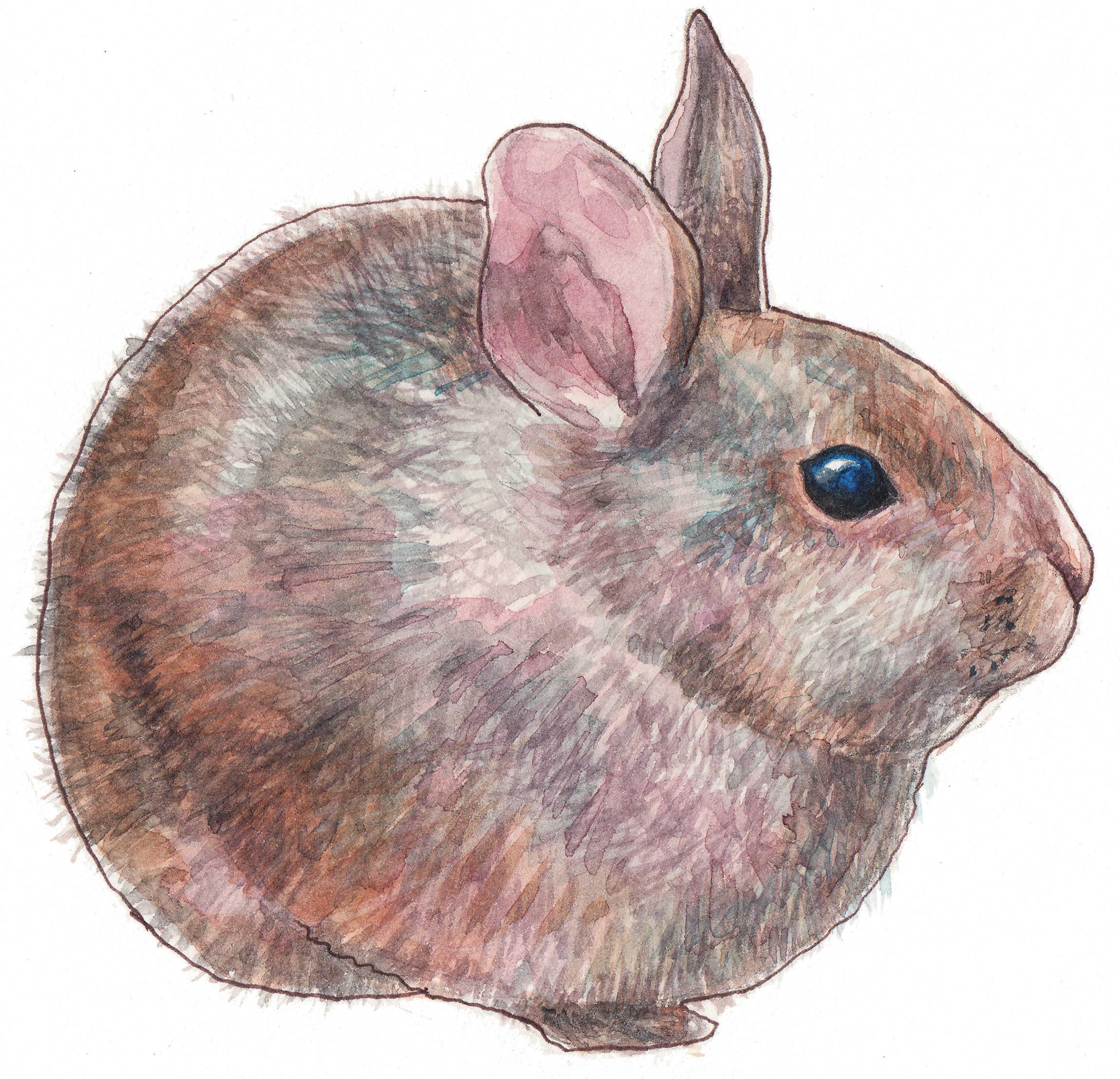 2300x2216 Volcano Rabbit ,watercolor Painting