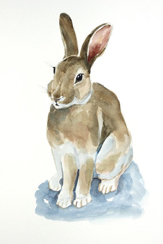 570x855 Rabbit Original Watercolor Painting Rabbit By Paintingbyzofial