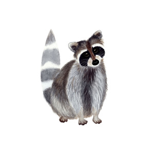300x300 Cute Watercolor Raccoon Painting By Ekaterina Efanova