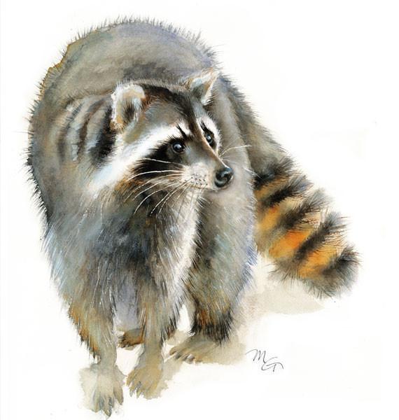 570x600 Raccoon Watercolor Archival Print Mira Guerquin Watercolors