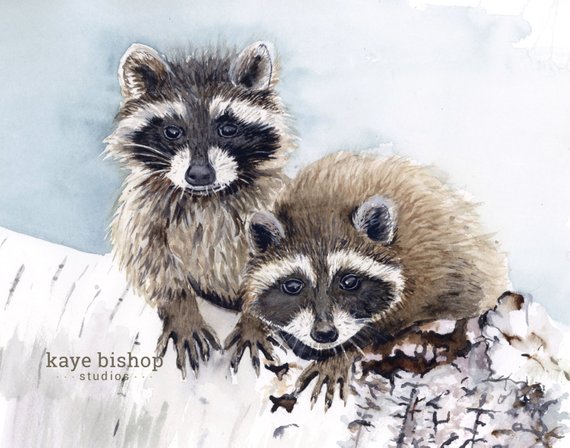 570x448 Raccoon Watercolor Painting Raccoons Art Animal Wall Art Etsy