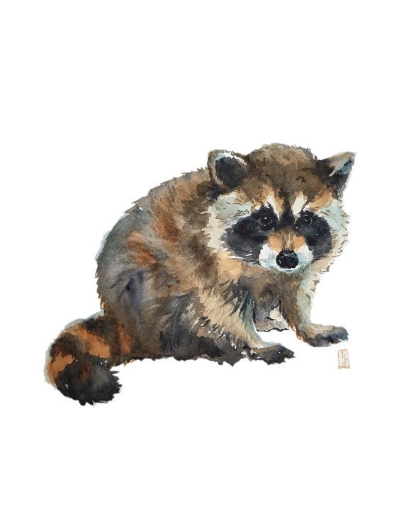 570x738 Baby Raccoon Watercolor Print Woodland Animals Nursery Art