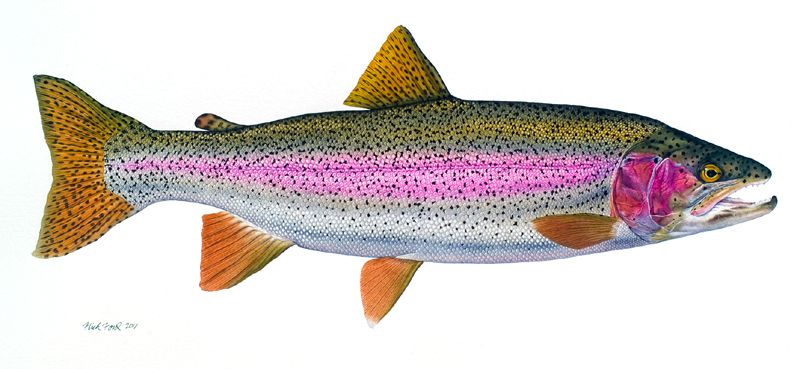 800x369 Rainbow Trout Watercolor Art Trout And Watercolor