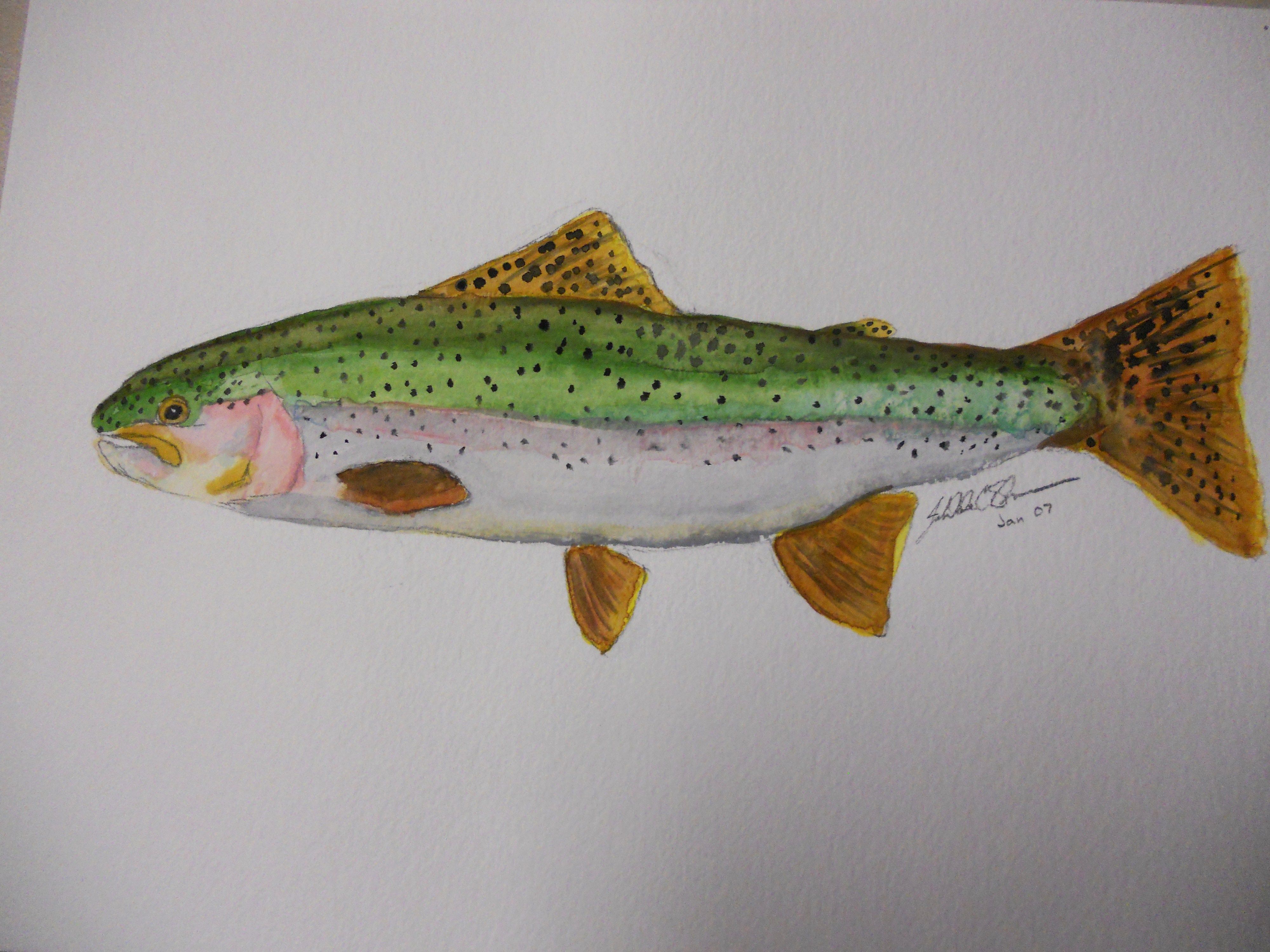 4000x3000 Rainbow Trout Watercolor Fish Trout And Fly Fishing