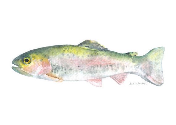 570x407 Rainbow Trout Watercolor Painting Giclee Print Reproduction 7 Etsy
