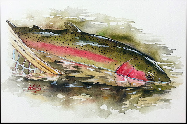 640x425 A Year On The Fly Release Of A Rainbow Trout (Watercolor) Plus
