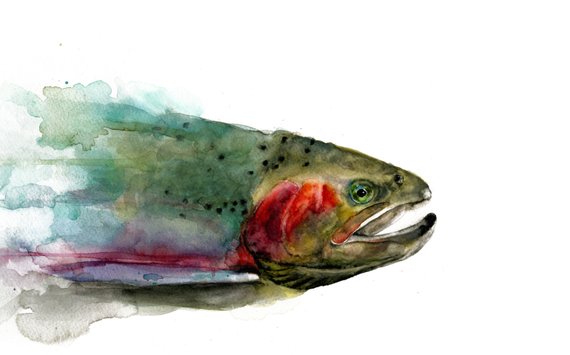 570x355 Rainbow Trout Watercolor Print Etsy