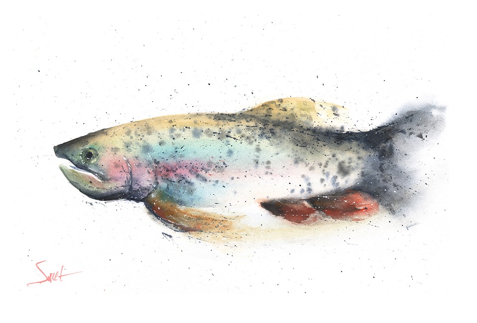 958x650 Rainbow Trout Watercolor Print Watercolor Animal Paintings