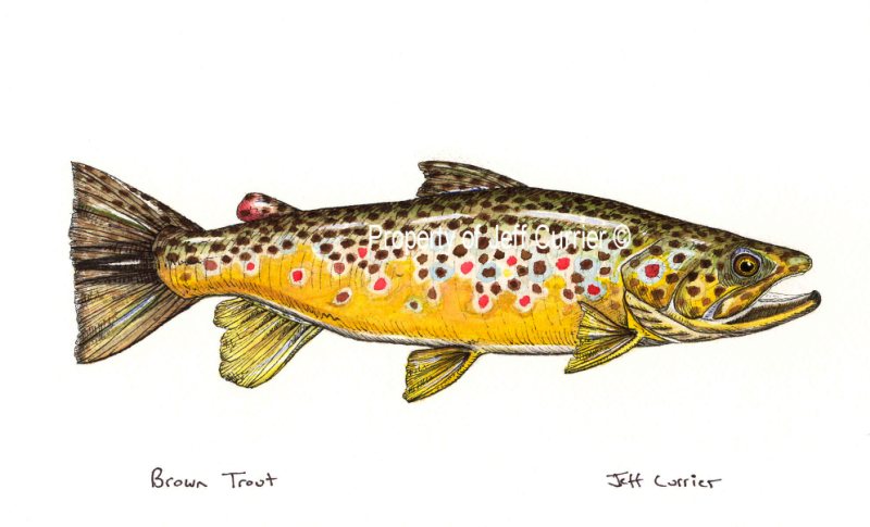 800x485 Trout, Salmon And Char Jeff Currier