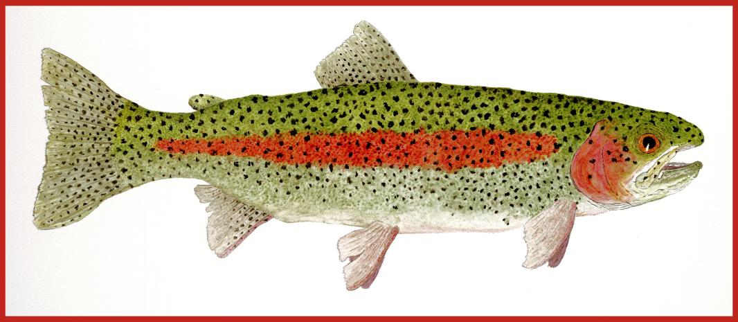 1066x465 Trout Art