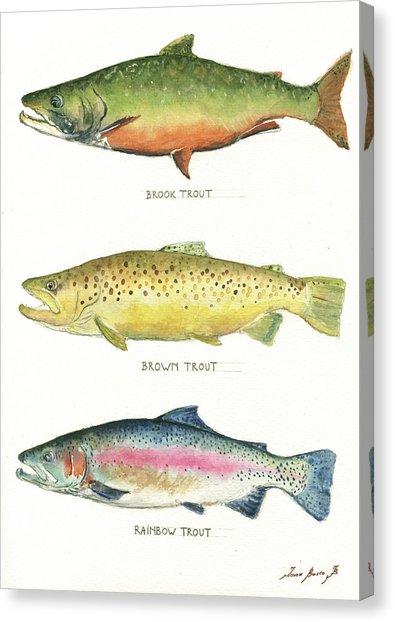 395x622 Trout Watercolor Canvas Prints Fine Art America
