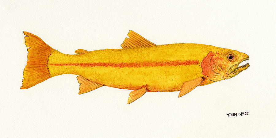 900x450 Trout Watercolor Paintings Fine Art America