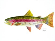 233x174 Trout