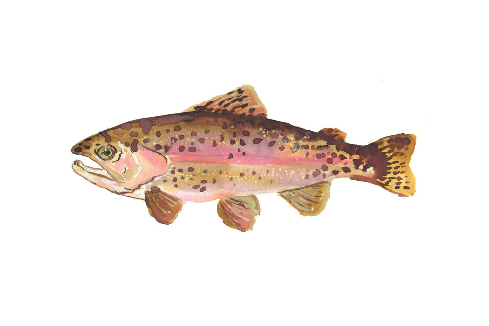 1000x667 Watercolor Rainbow Trout Illustration Julie King Studio