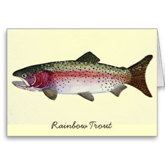 324x324 Rainbow Trout Drawing Template Rainbow Trout Watercolor Card
