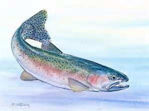300x224 Rainbow Trout Drawings
