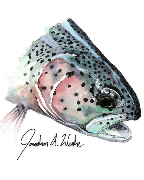 466x584 Bow Down Watercolor Of Rainbow Trout