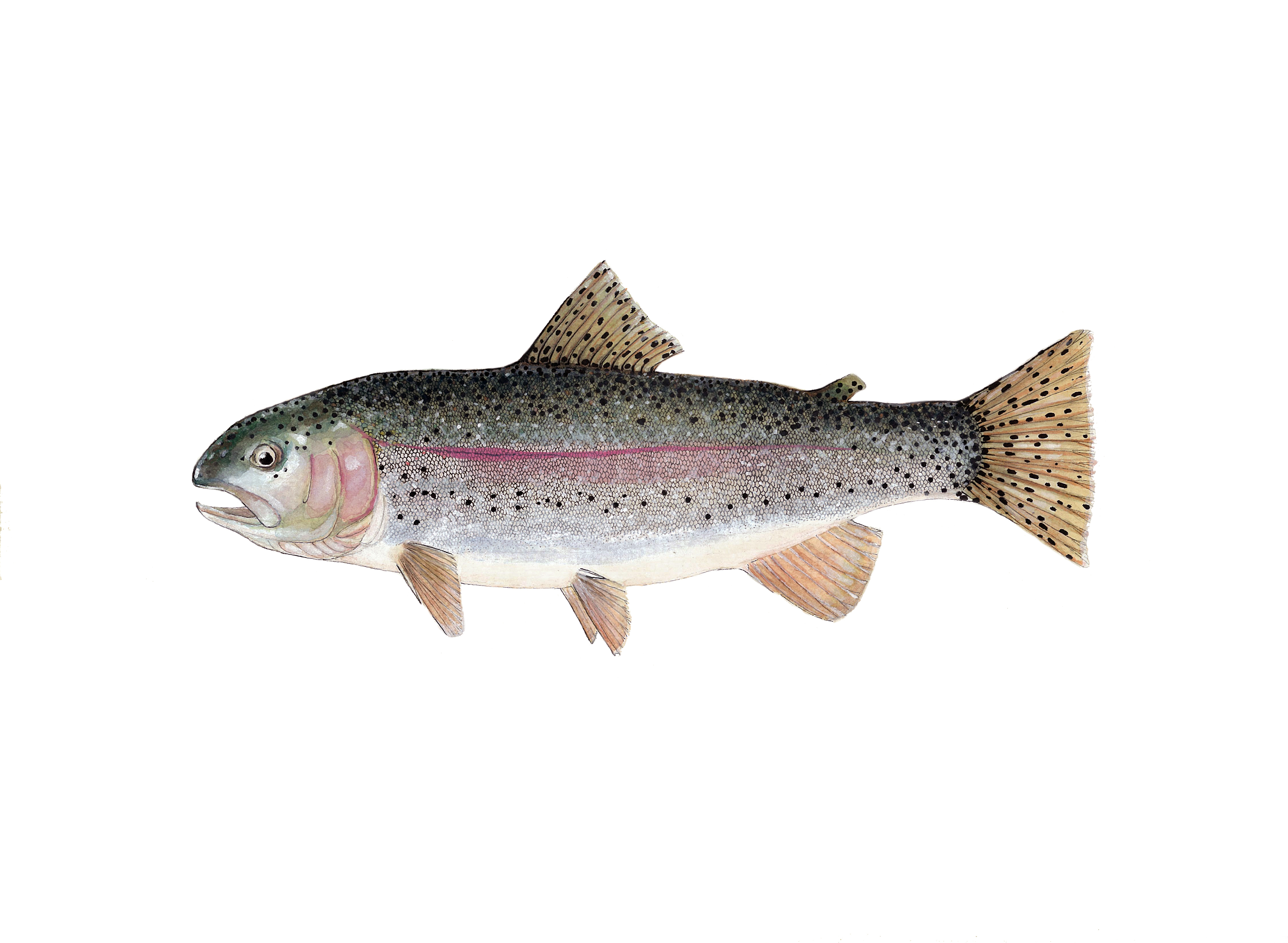 4500x3294 California Trout Series By Conservation Artist Karen Talbot
