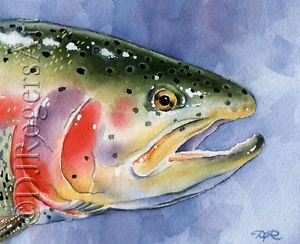 300x244 Fly Fishing Rainbow Trout Watercolor 11 X 14 Art Print Signed By