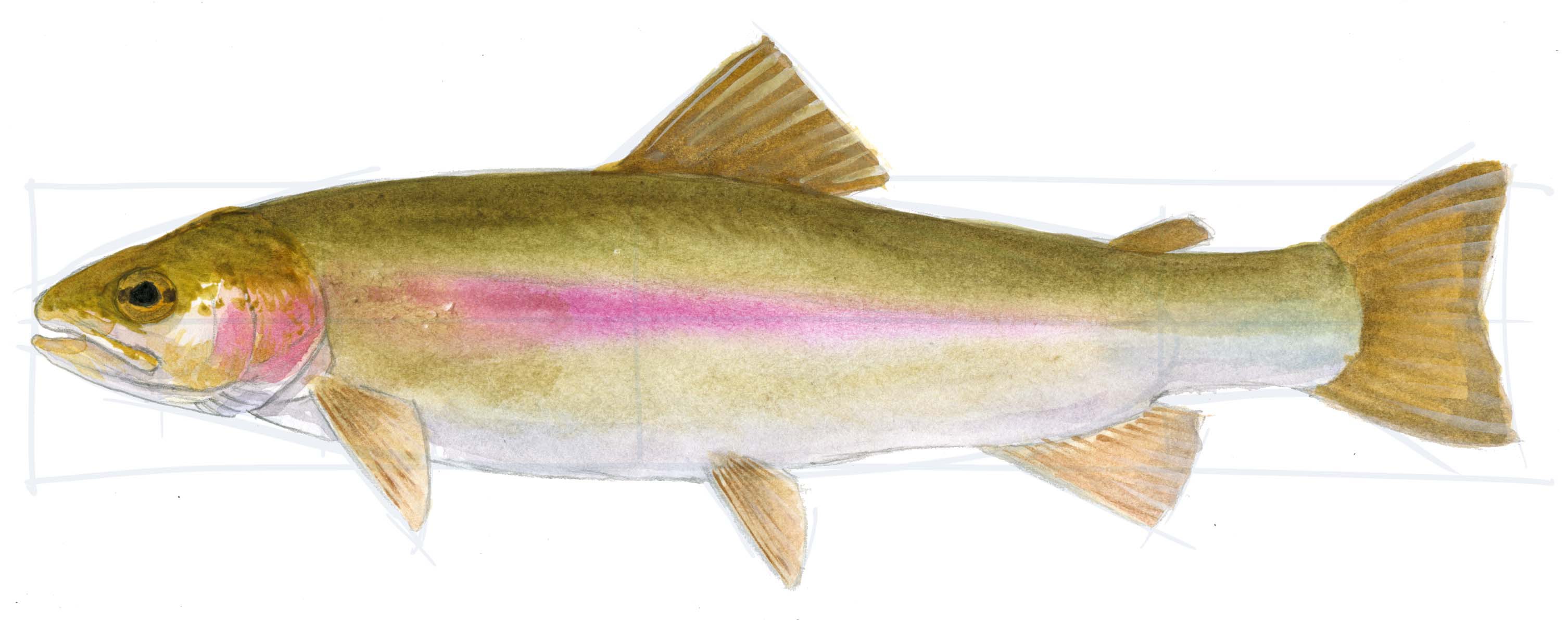 3012x1191 How To Draw A Trout Step By Step