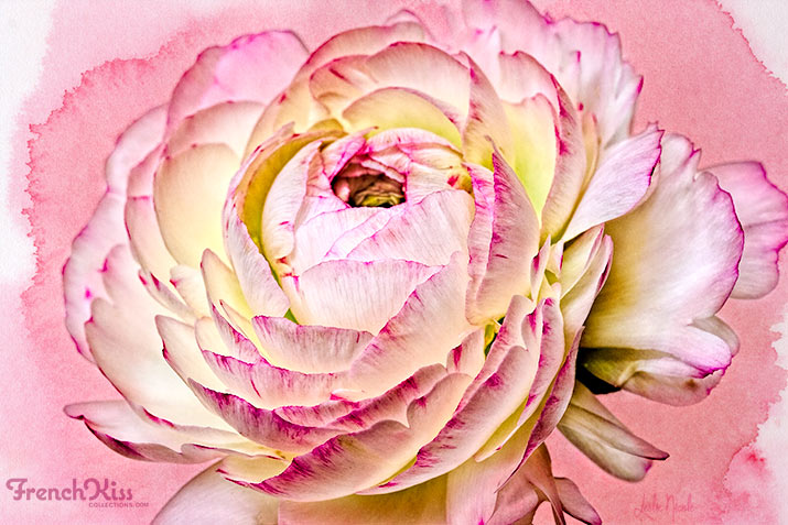 715x477 Post Processing A Floral Image With A Watercolor Texture. French
