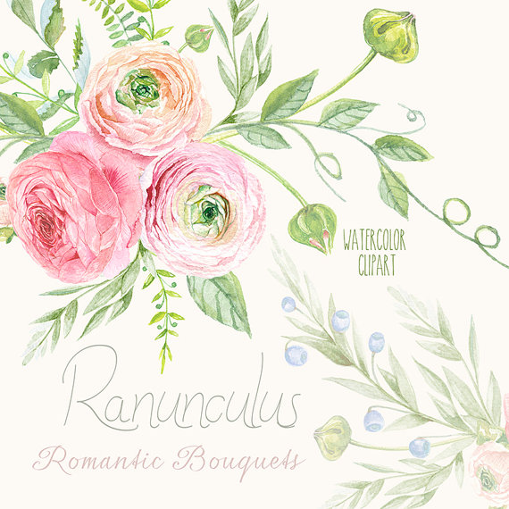 570x570 Ranunculus Bouquets Flowers Hand Drawn Clip Art Watercolor