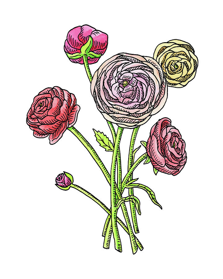 720x900 Ranunculus Flower Botanical Watercolor Painting By Irina Sztukowski