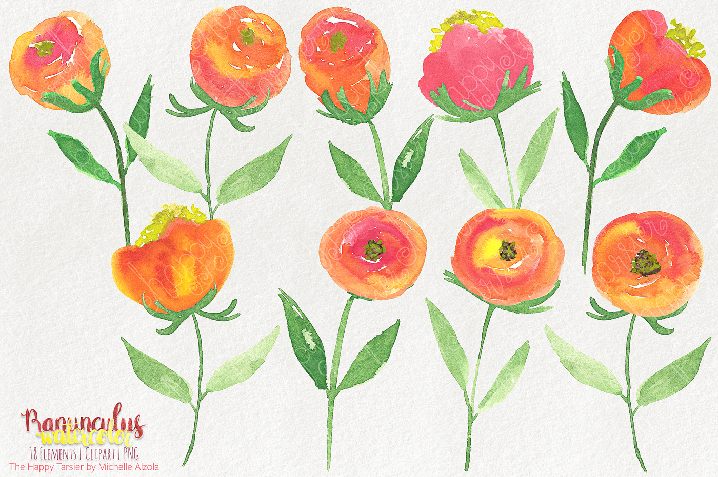 1400x931 Ranunculus Watercolor Flowers Clipart