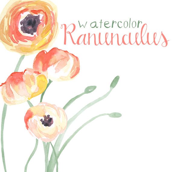 570x570 Watercolor Ranunculus Flower Clip Art For Scrapbooking Instant Etsy