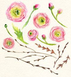 236x254 Watercolor Ranunculus Ranunculus, Watercolor And