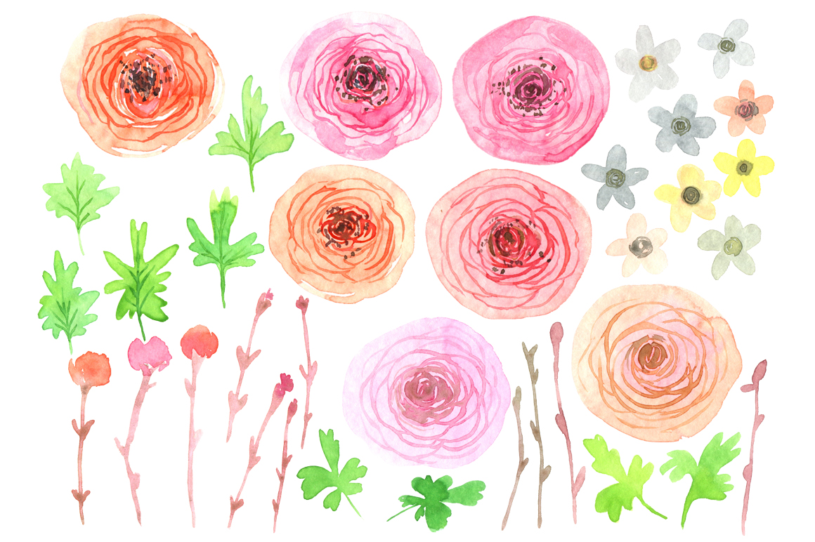 1160x772 Watercolor Ranunculus Flowers Png By Watercolorflowers