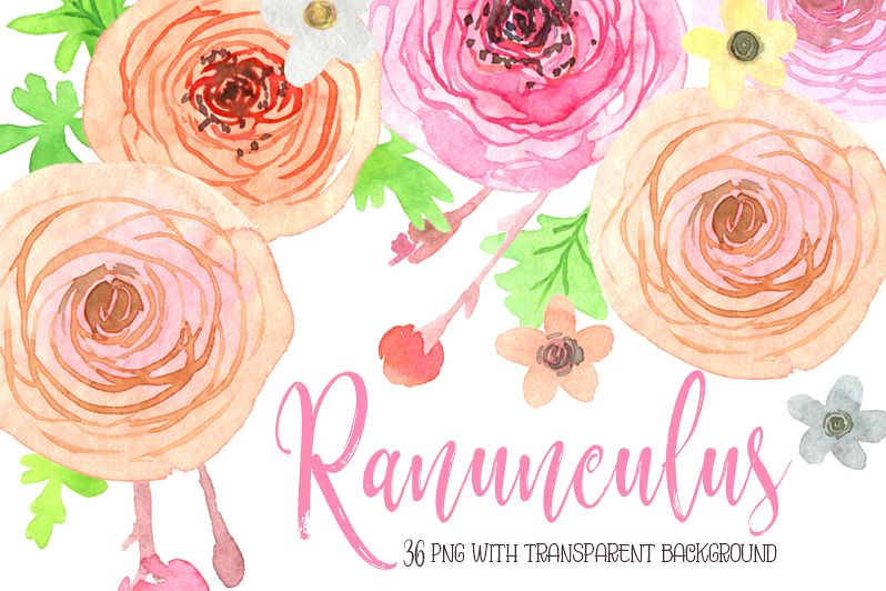 798x532 Watercolor Ranunculus Flowers Png