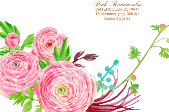 570x380 Wedding Clipart Watercolor Pink Ranunculus Printable Instant Etsy
