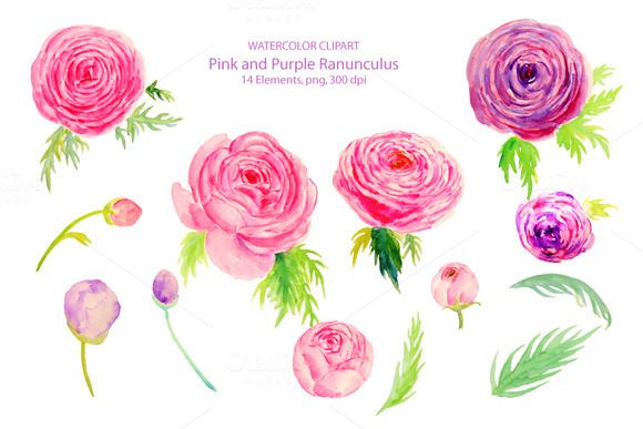 580x387 Wedding Watercolor Ranunculus By Corner Croft On Creative Market
