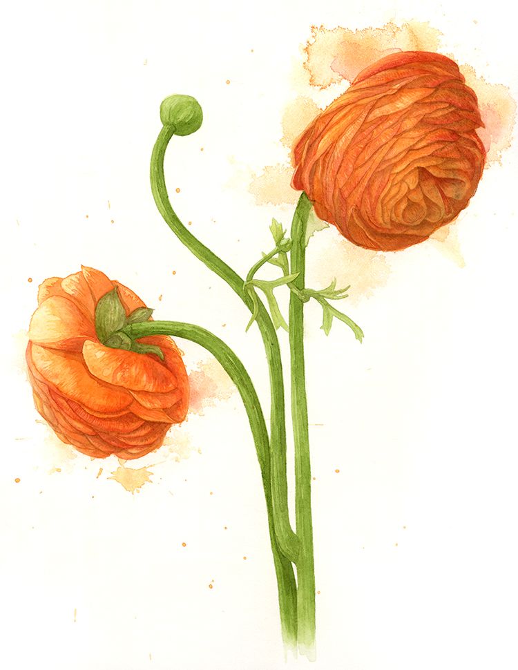 750x970 Jun 11 Ranunculus Asiaticus Botanical Watercolour