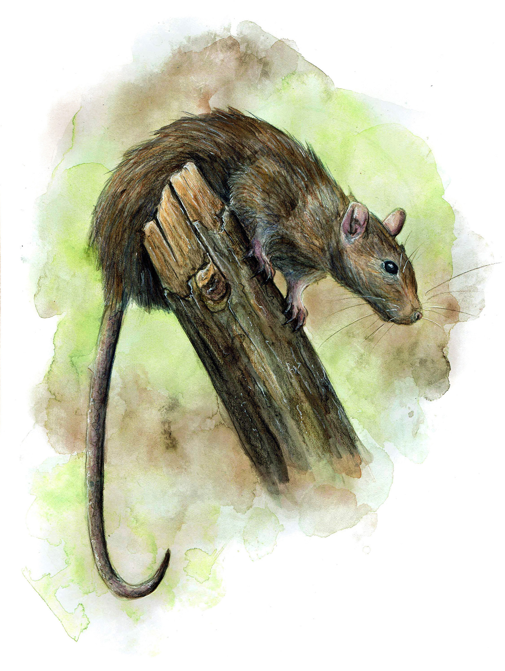 1700x2260 Diane Georges