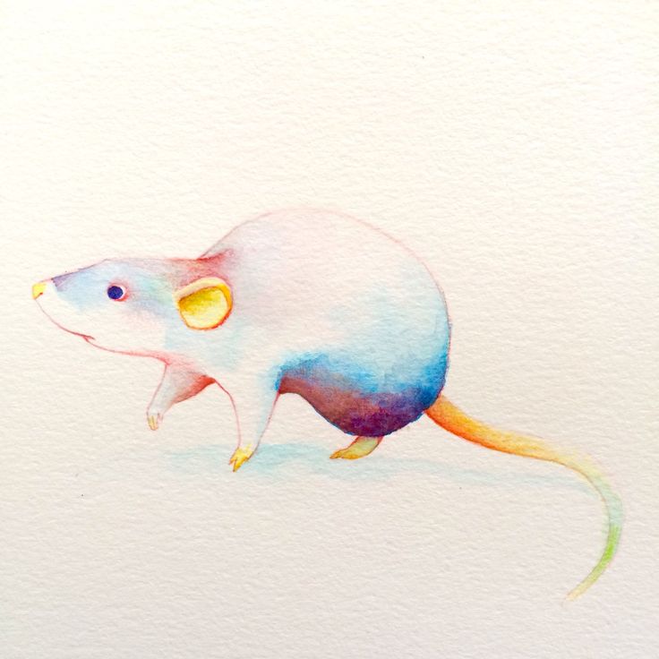 736x736 Drawn Rat Adorable