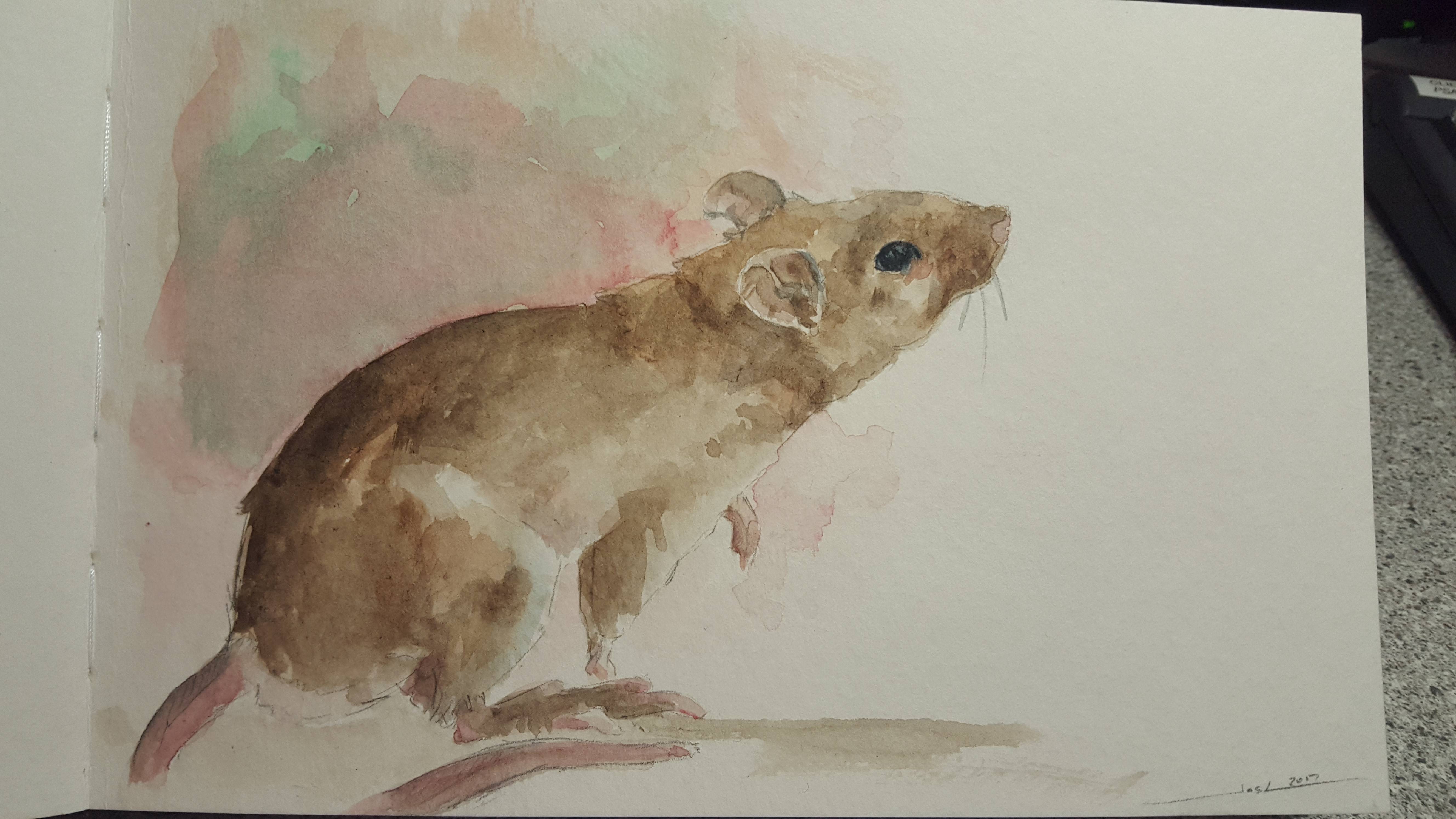 5312x2988 Rat, Watercolor, 5x7, Watercolor Paper