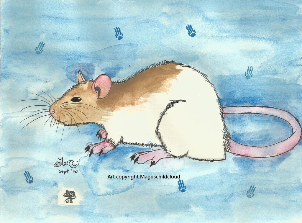 1024x756 Rat Watercolor By Maguschildcloud