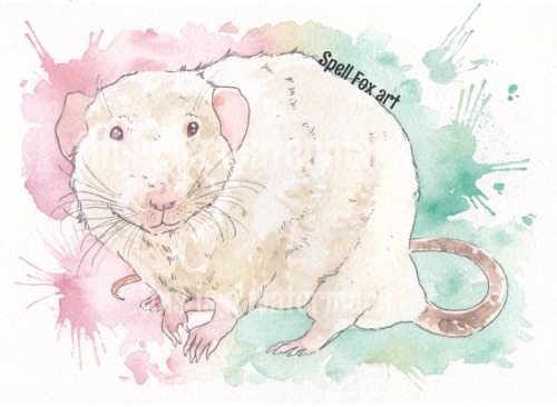 500x366 Watercolour Rats Tumblr