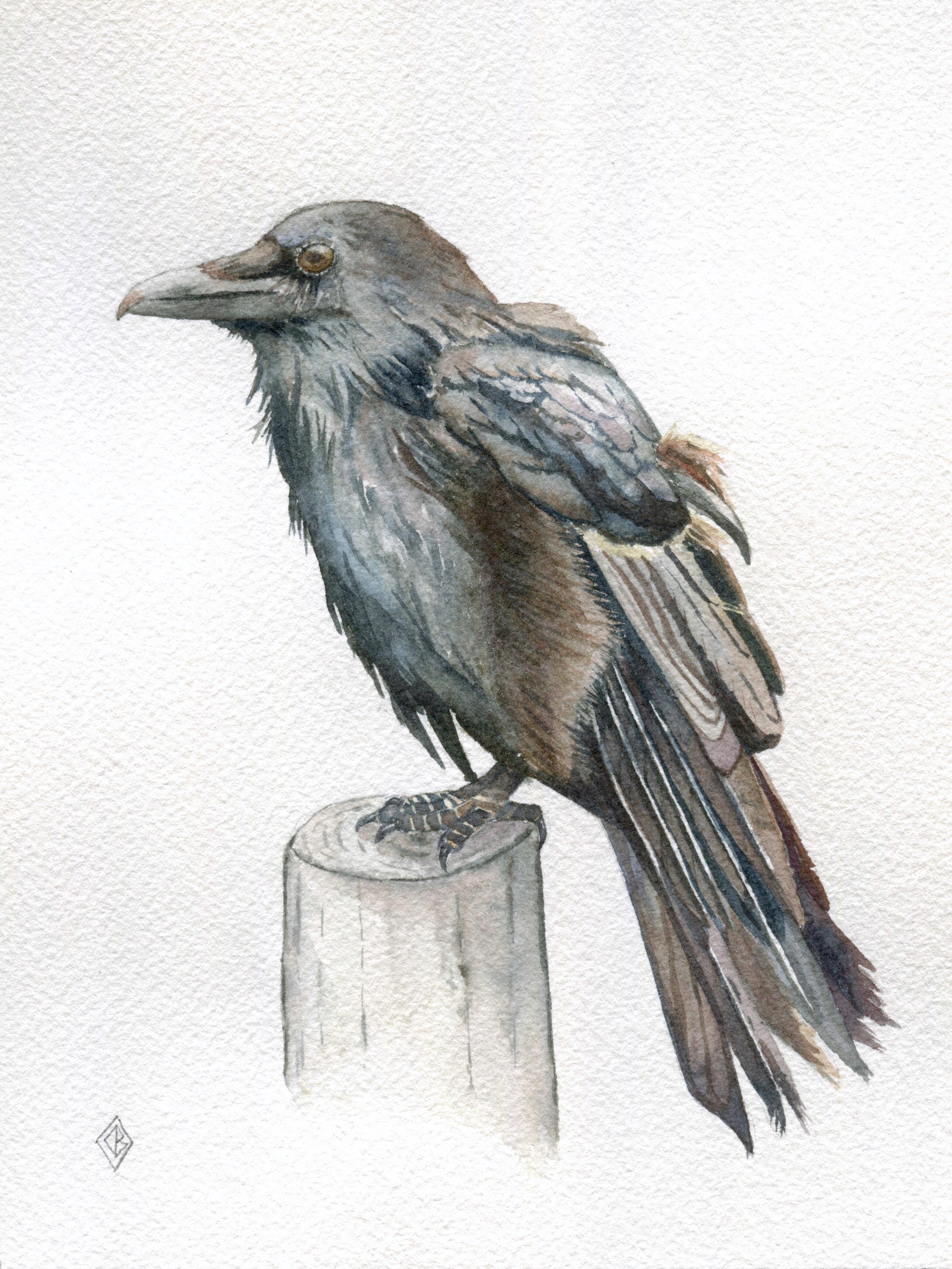 3532x4709 Raven, Watercolor, 6x8 Inches Art