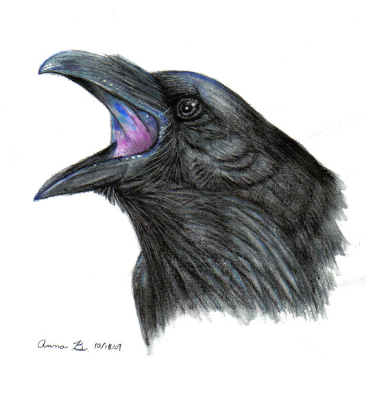 534x607 Watercolor Raven By Music Raven