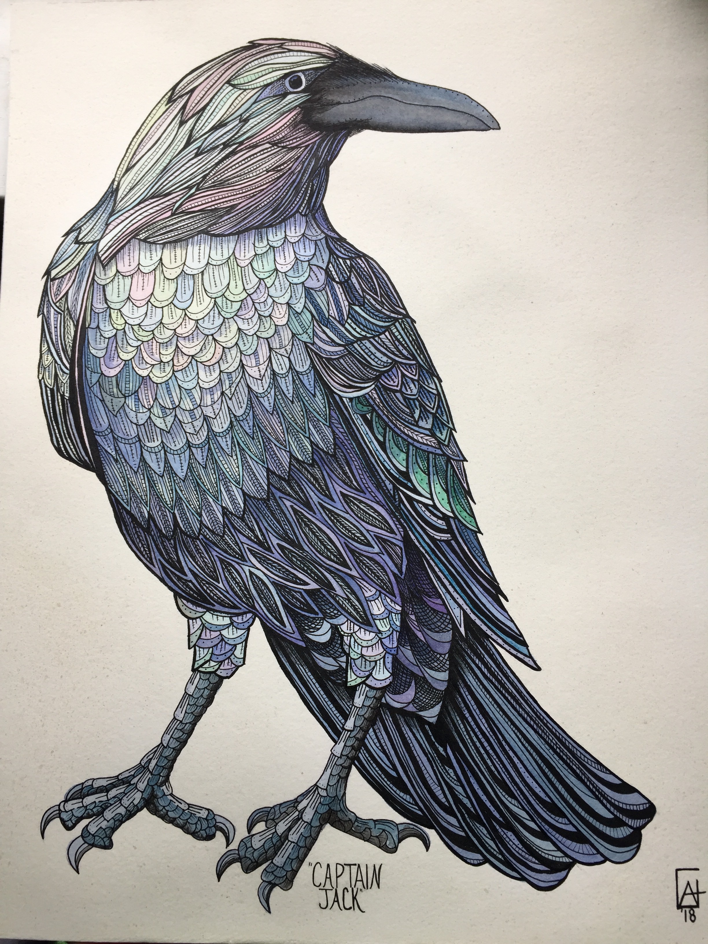 2448x3264 Watercolor And Ink Raven