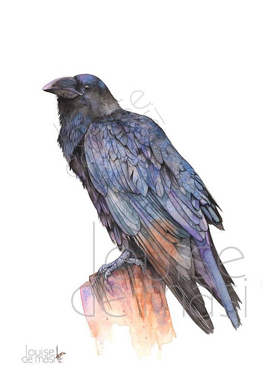 570x804 Crow Print Of Watercolor Painting, A3 Size, C22517, Raven Print
