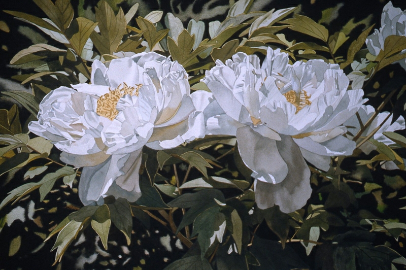 800x532 Deborah Rubin Photo Realistic Watercolor Paintings