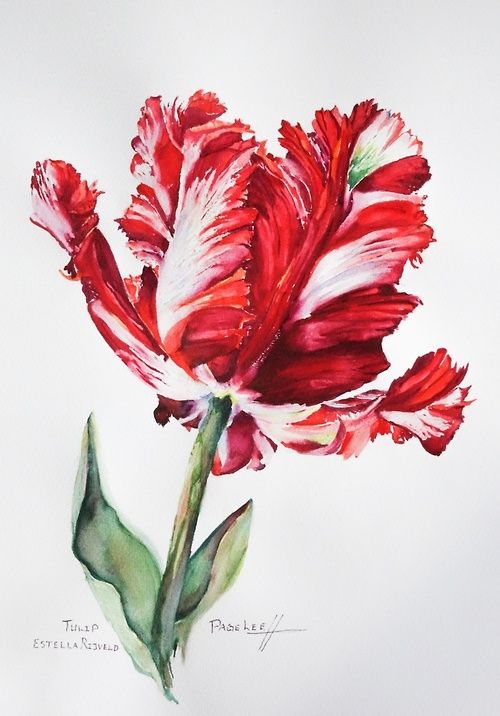 500x716 Pin By Takakosaya On Watercolor In 2018 Watercolor