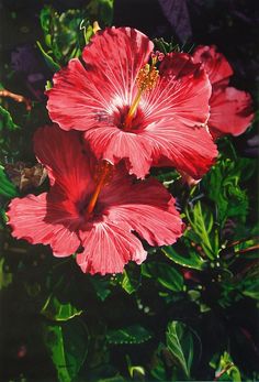 236x347 188 Best Watercolor Painting Flowers Amp Leaves Images On